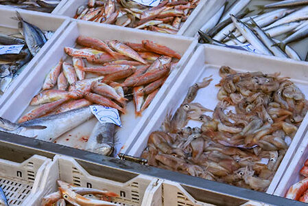 Osservatorio Nazionale della Pesca